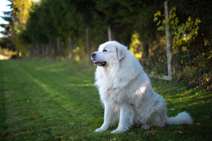 Chien de montagne des Pyrénées